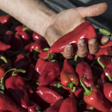 Lodosako Pikillo Piperra sor-markak «kalitate onarekin» hasi du kanpaina