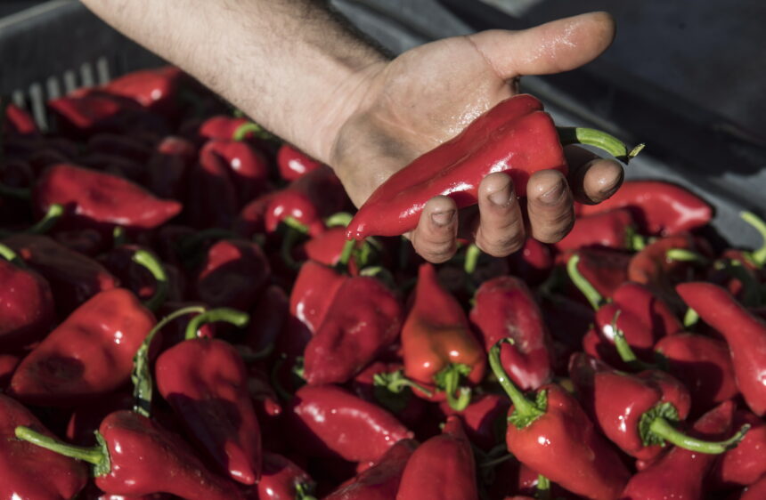 Lodosako Pikillo Piperra sor-markak «kalitate onarekin» hasi du kanpaina