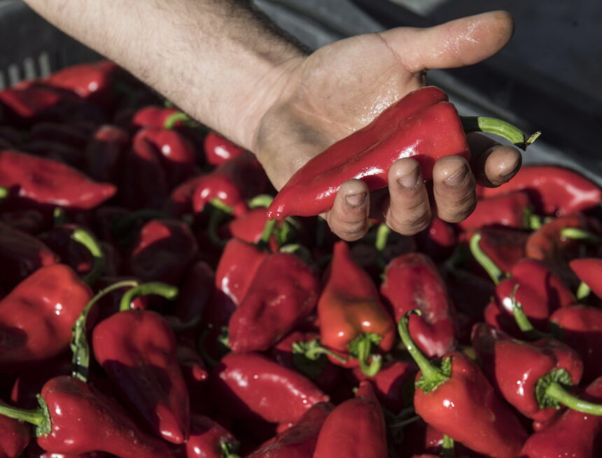 Lodosako Pikillo Piperra sor-markak «kalitate onarekin» hasi du kanpaina